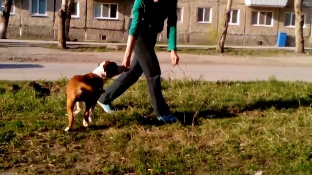 Вип Мафия Стронг Триумф-4,5месяца. смотреть онлайн