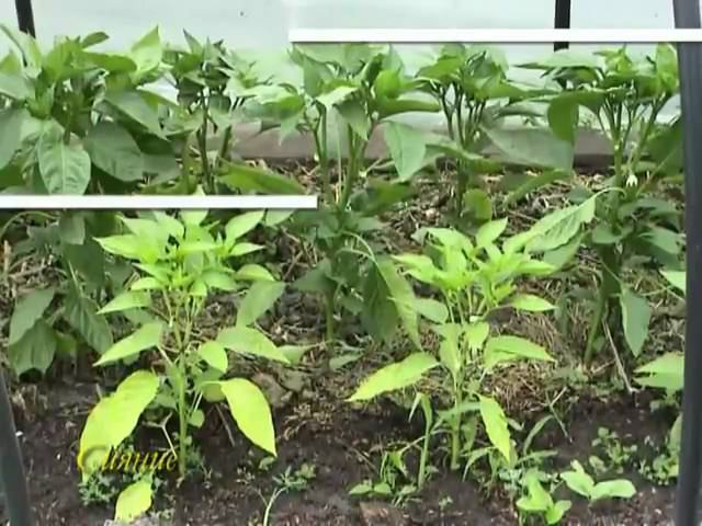 Опыт с перцами смотреть онлайн