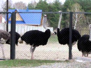 Страус кричит The ostrich  shouts