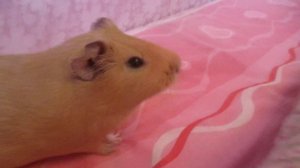 Дрессировка морских свинок