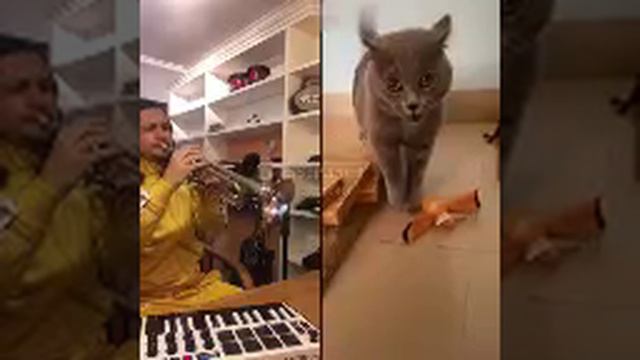 Музыка и кот (включите звук) смотреть онлайн