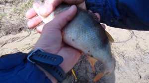 КРУПНЫЙ окунь, щука, судак на спиннинг! РЫБАЛКА НА ОКЕ!