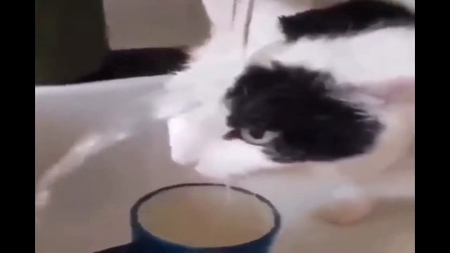 Cat licks air to terraria music. смотреть онлайн