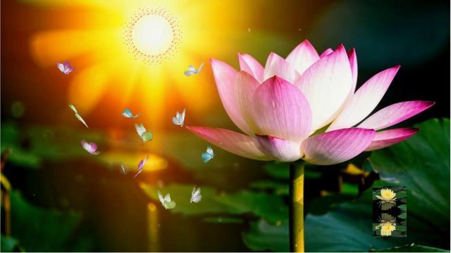 Солнечный цветок_Фоновая музыка смотреть онлайн