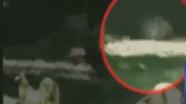 WHITE TIGER MAULS AND KILLS MAN IN DEHLI ZOO! смотреть онлайн