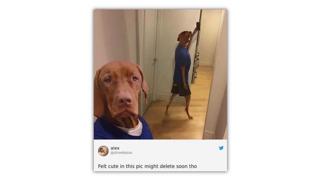 Dog Memes смотреть онлайн