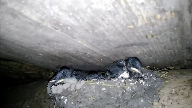 Птенцы ласточки в гнезде в сарае под потолком смотреть онлайн
