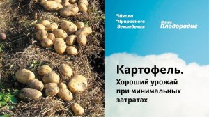 Картофель. Хороший урожай при минимальных затратах