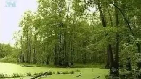 Болото. Низинные болота смотреть онлайн