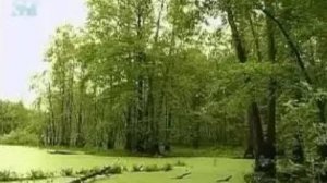 Болото. Низинные болота