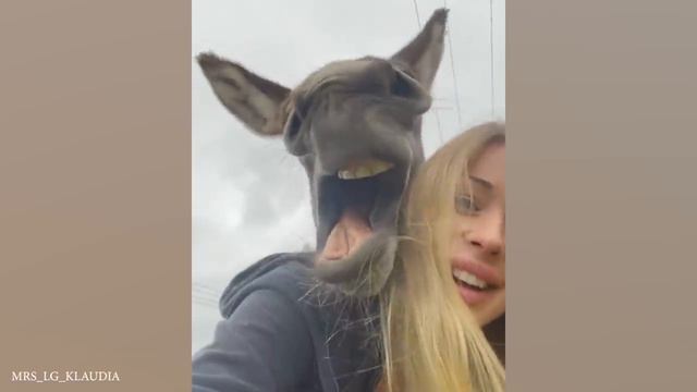 Забавные милые ослики, которые заставят вас смеяться! САМЫЕ СМЕШНЫЕ ЖИВОТНЫЕ смотреть онлайн