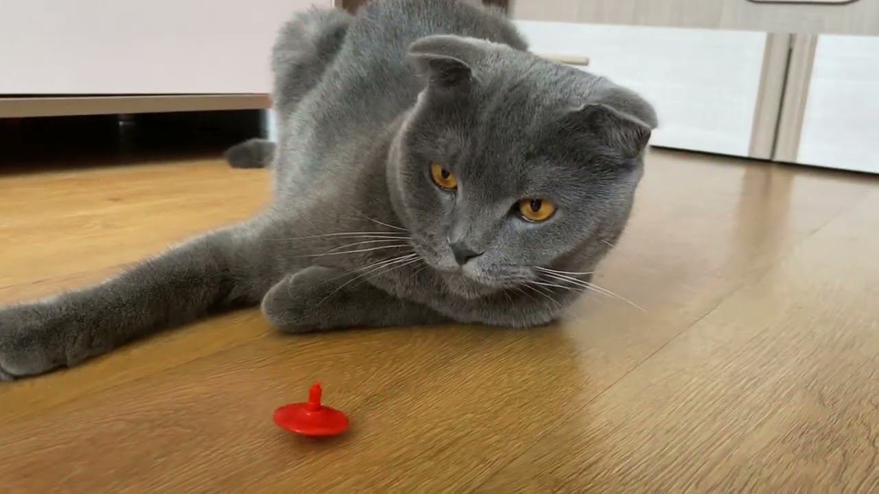 Кот играет в Юлу смотреть онлайн