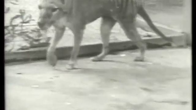 Tasmanian Tiger, original zoo footage (c1930) смотреть онлайн