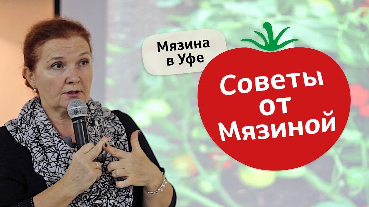 Как вырастить большой урожай томатов. Советы от Мязиной смотреть онлайн