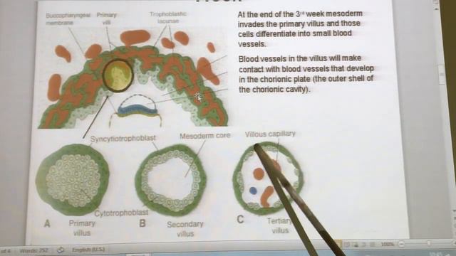 General embryology 16 (Trophoblastic changes during the 3rd week ) ,by Dr Wahdan смотреть онлайн