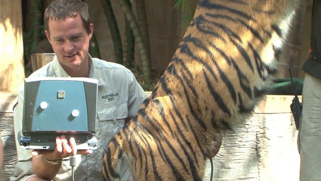 Australia Zoo's Sumatran Tiger Kaitlyn Pregnant Again смотреть онлайн