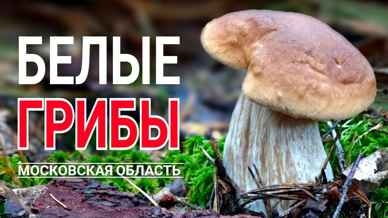 Я в шоке! БЕЛЫЕ ГРИБЫ на каждом шагу! ГРИБНЫЕ МЕСТА Подмосковья - Июль 2023 смотреть онлайн