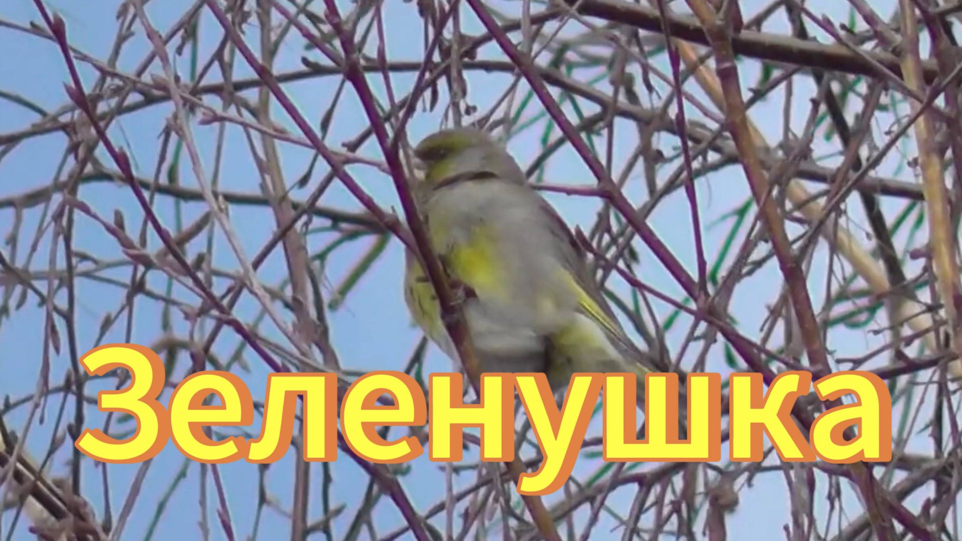 Зеленушка на дереве. Пение зеленушки. Птицы Новосибирской области. Природа. смотреть онлайн