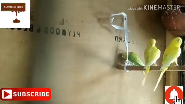 Birds k leya nuqsandah green food смотреть онлайн