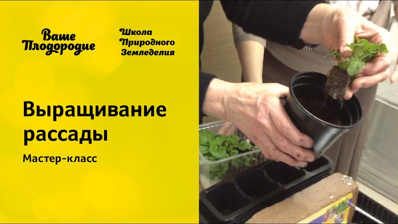 Выращивание рассады, мастер-класс смотреть онлайн