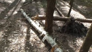 По ГРИБЫ С ВЕРНЫМ ДРУГОМ в СЕРЕДИНЕ МАЯ! Грибов МНОГО!