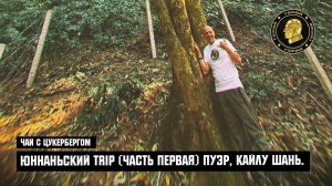 Чай с Цукербергом. «ЮННАНЬСКИ TRIP» (ЧАСТЬ ПЕРВАЯ) ПУЭР, КАЙЛУ ШАНЬ.