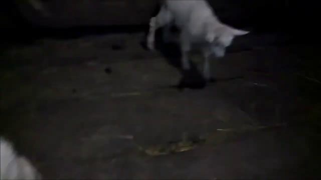 Родились еще два козленка. Вторая коза родила козлят смотреть онлайн