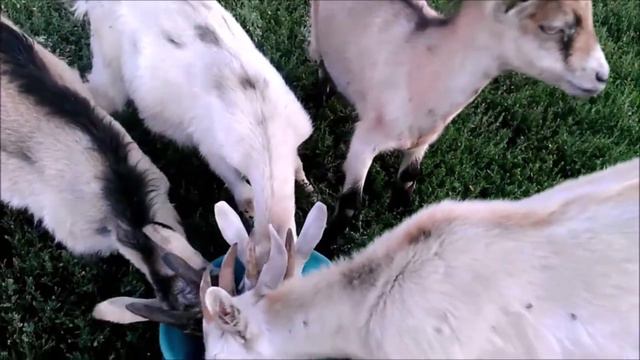 Козлята пьют молоко из тазика смотреть онлайн