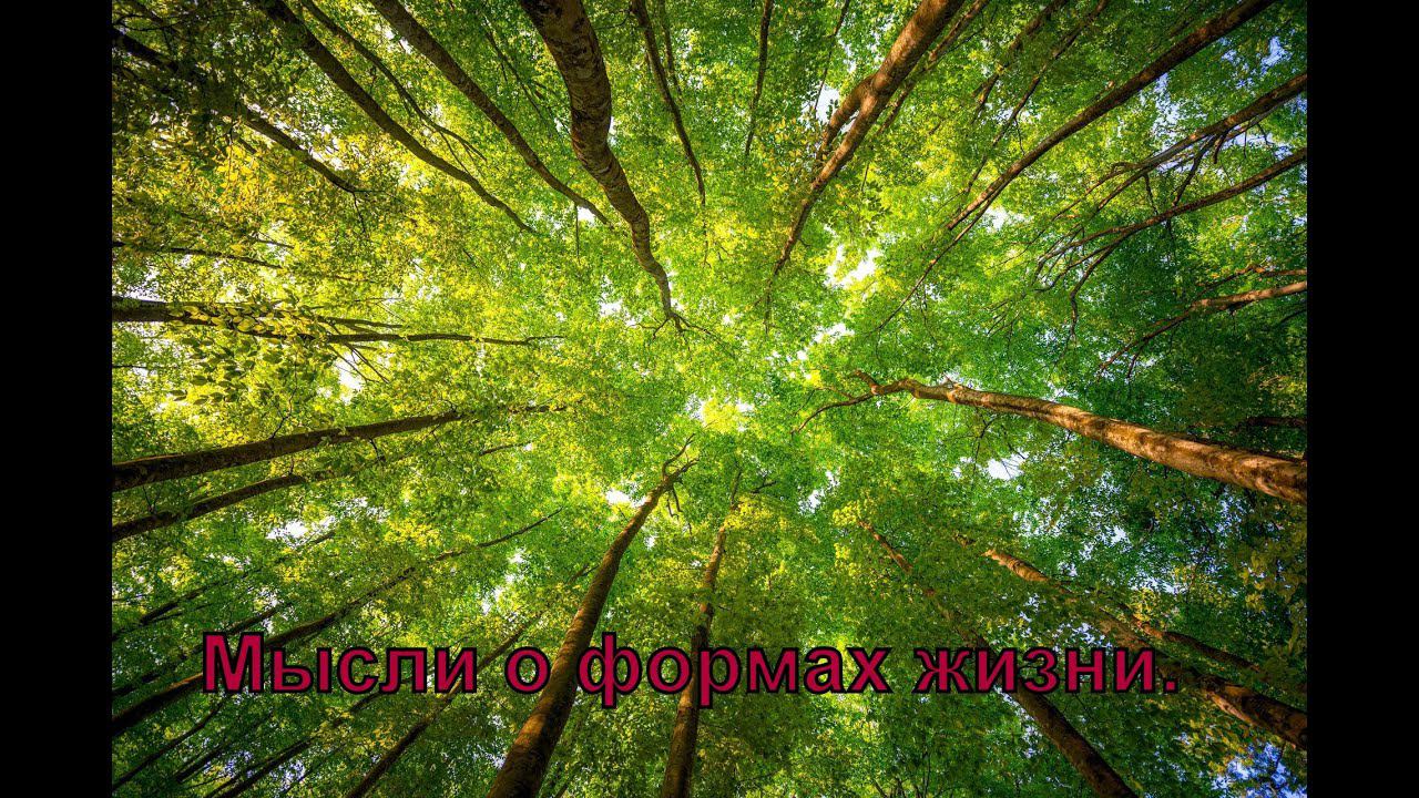 О формах жизни смотреть онлайн