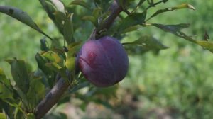 Слива Оцарк Премьер - отзывы, Агро Сад 2021