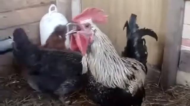 Scary Screamer Cock смотреть онлайн