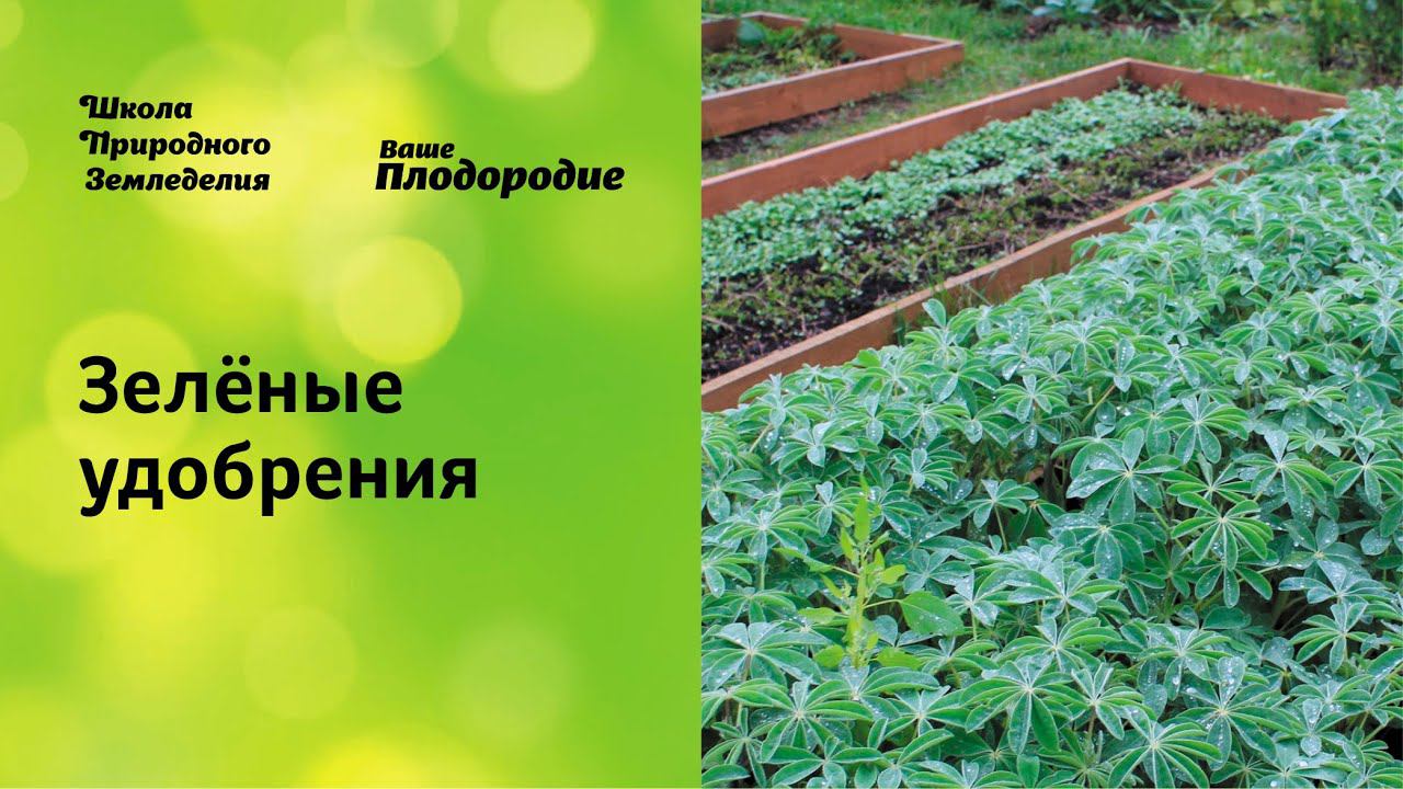 Зелёные удобрения — основа природного земледелия смотреть онлайн