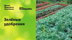 Зелёные удобрения — основа природного земледелия