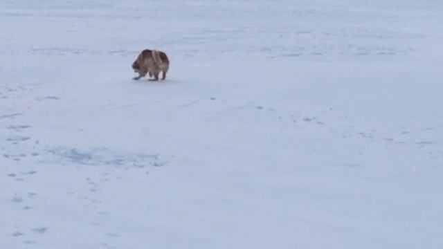 Waldo, winter 2015 смотреть онлайн