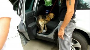 Помощь трехлапому другу...