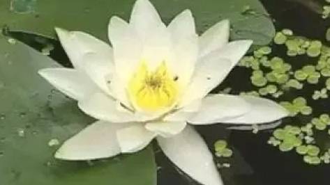 Пресный водоем. Растительный мир водоемов смотреть онлайн