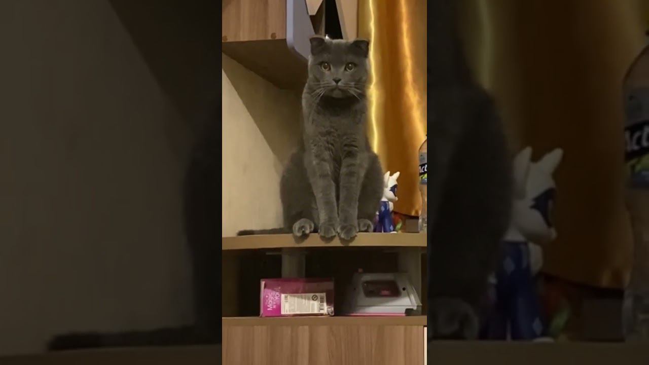 Суперкот! смотреть онлайн