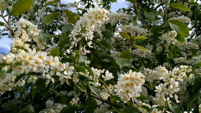 Андрей Лазовский- Не для меня придёт весна смотреть онлайн