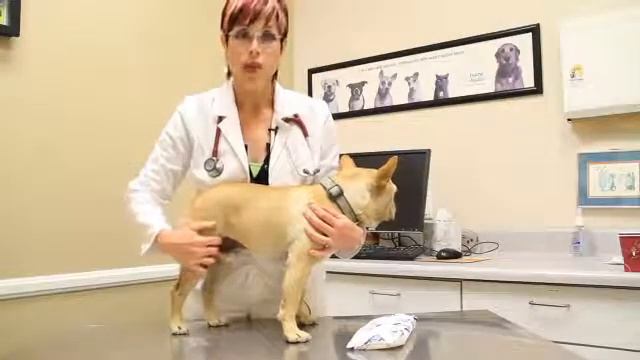 Home Remedies for Pet Pain смотреть онлайн