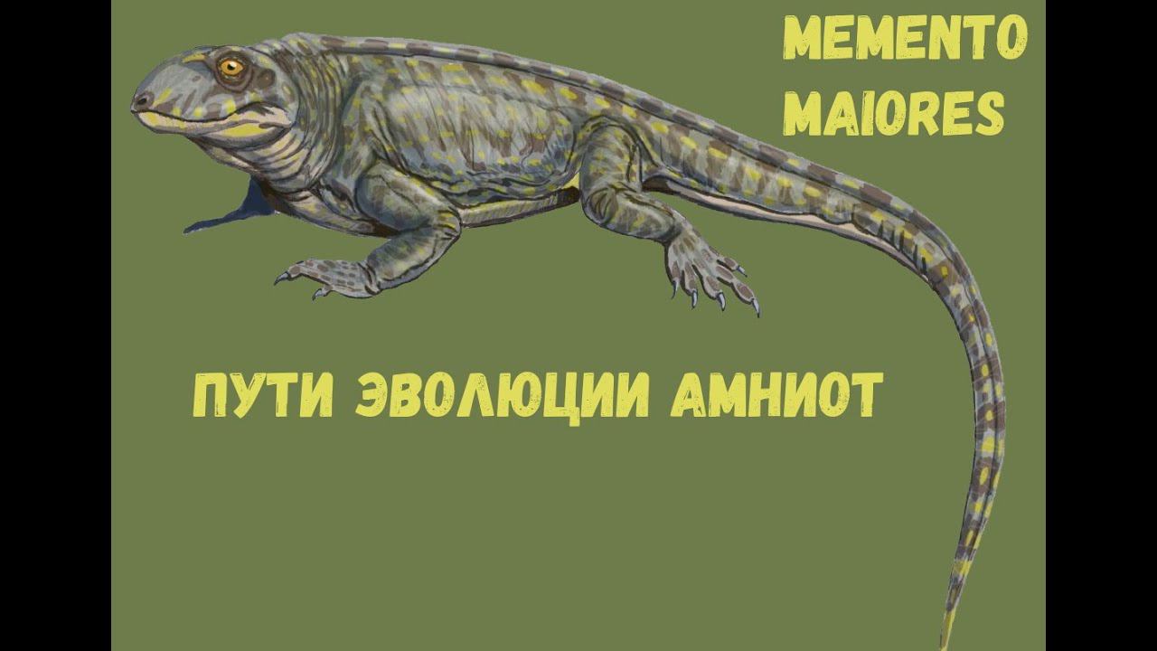 Пути эволюции амниот. Амниоты. Помни о предках