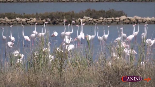Fenicotteri rosa alle saline di Tarquinia смотреть онлайн