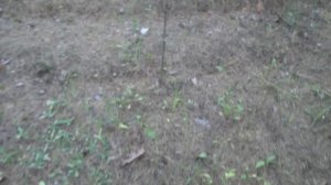 ПО ГРИБЫ В ЛЕС ВСЕЙ СЕМЬЁЙ! Бабушка показывает как надо собирать грибы!