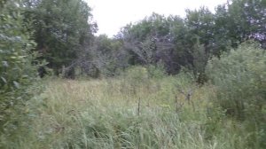 Захожу в кустарник А ТАМ! ГЛЯНЬТЕ! Грибы в яблочном саду!