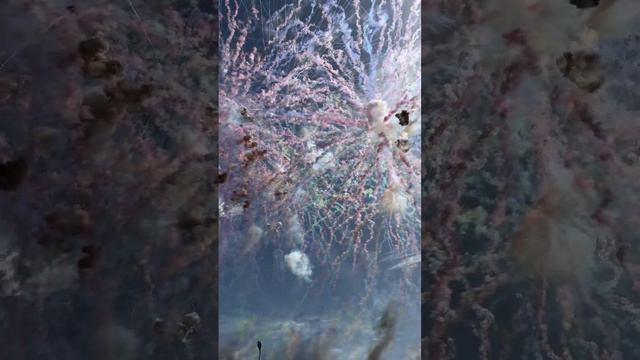 Дневной салют смотреть онлайн