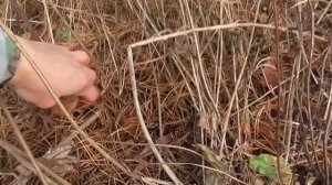 ГРИБЫ ПРОДОЛЖАЮТ НА НАС НАПАДАТЬ! ХОТЯ ЕХАЛИ НА РЫБАЛКУ!