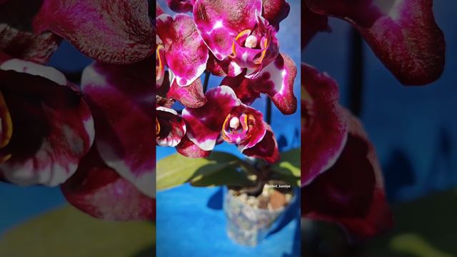 Phal. Son Ya’s Diamond Queen 💎👑 Домашнее цветение восковой орхидеи Даймонд Куин от садовника Son Y смотреть онлайн