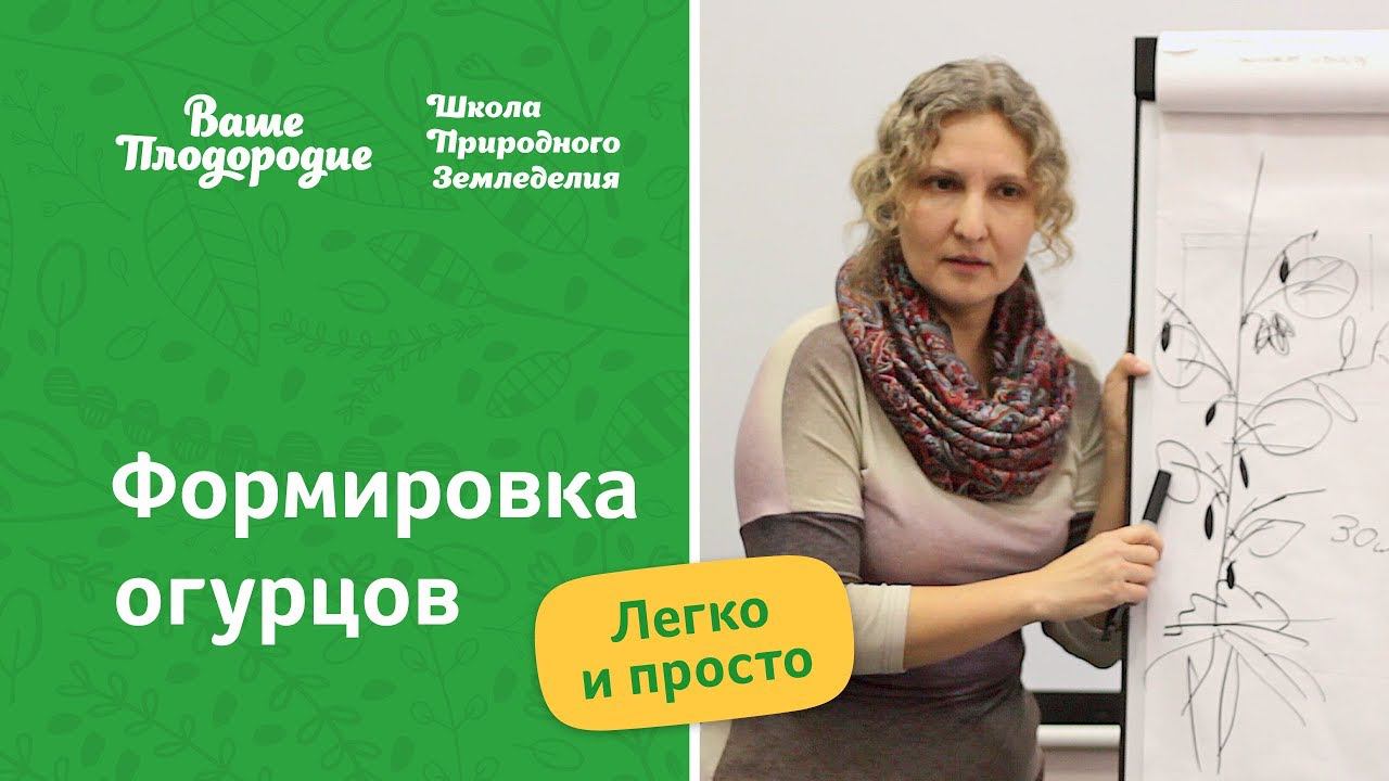 Формировка огурцов — легко и просто смотреть онлайн