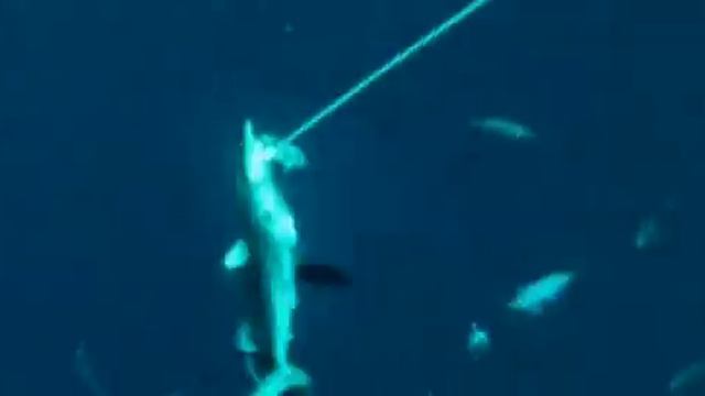 Strange Wilderness - Shark Footage смотреть онлайн