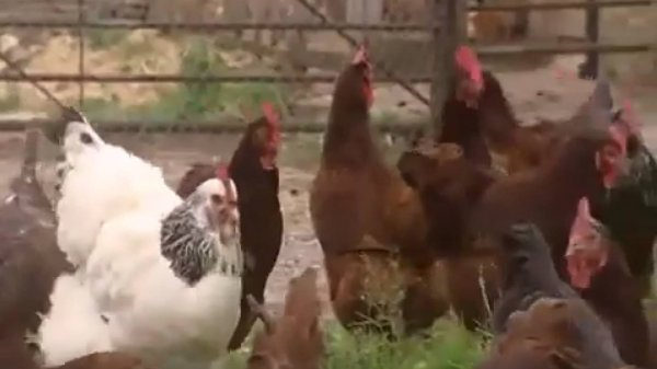 Window on Britain: Animals