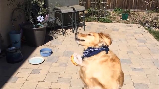 Dogline miami 2: Dog number смотреть онлайн